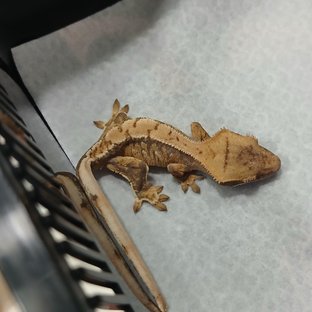 익스트림할리퀸 노멀 할리퀸