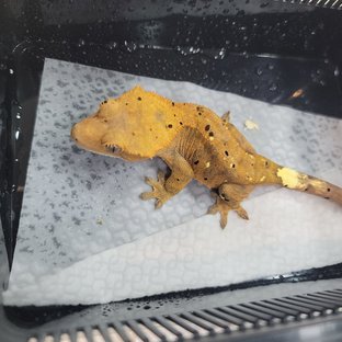 카푸치노 달마시안