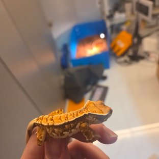 트라이 노멀 익스트림할리퀸