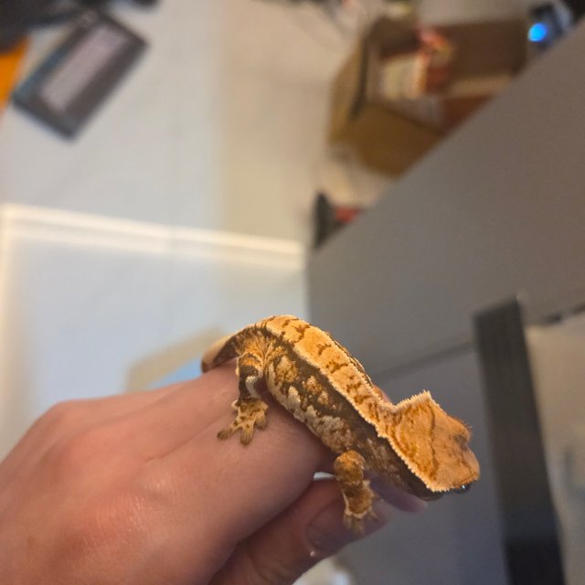 트라이 노멀 익스트림할리퀸