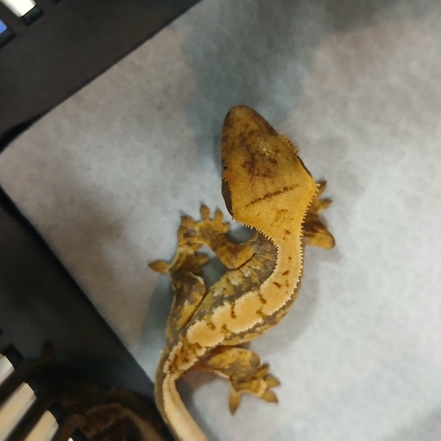 익스트림할리퀸 노멀 할리퀸