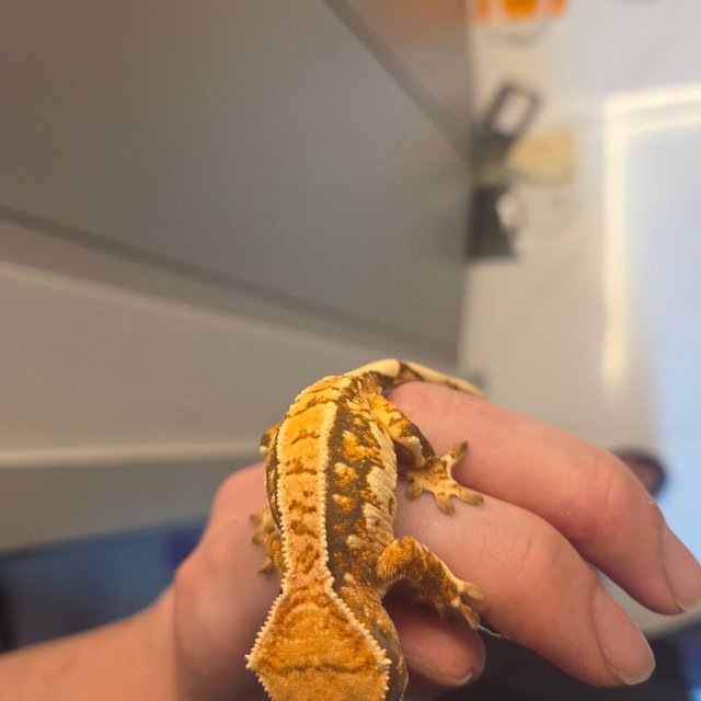 트라이 노멀 익스트림할리퀸