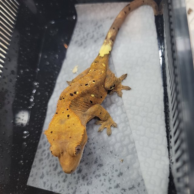 카푸치노 달마시안