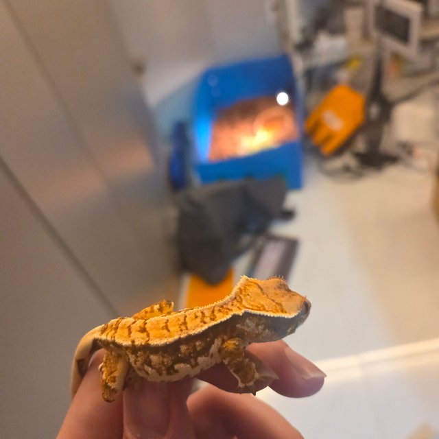 트라이 노멀 익스트림할리퀸