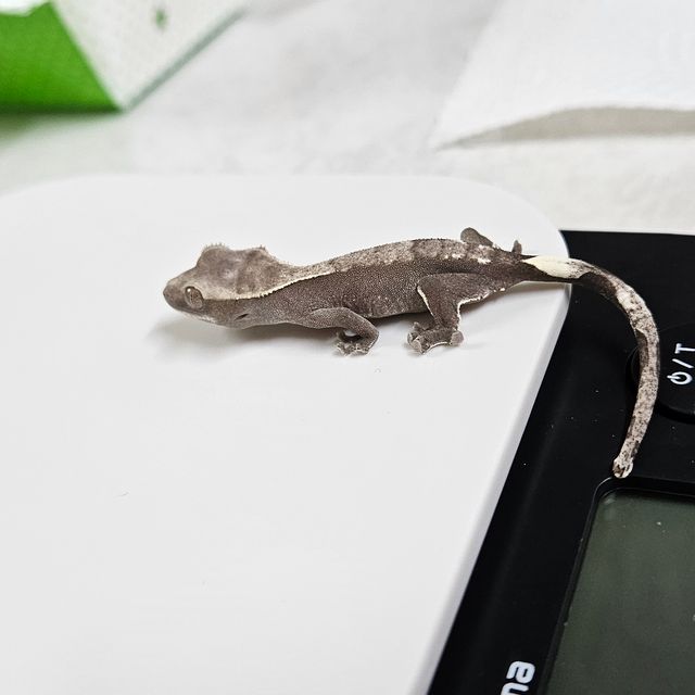 아잔틱