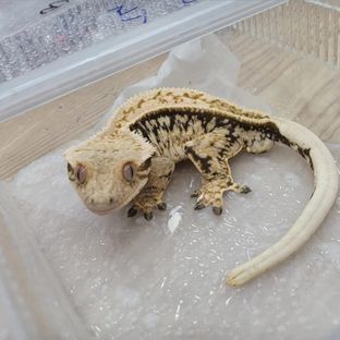 호문이
