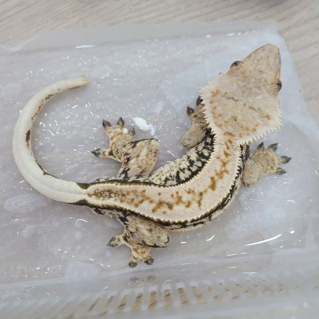 젠젝스