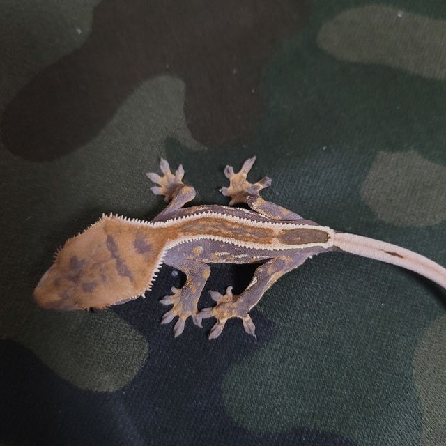 엠티백