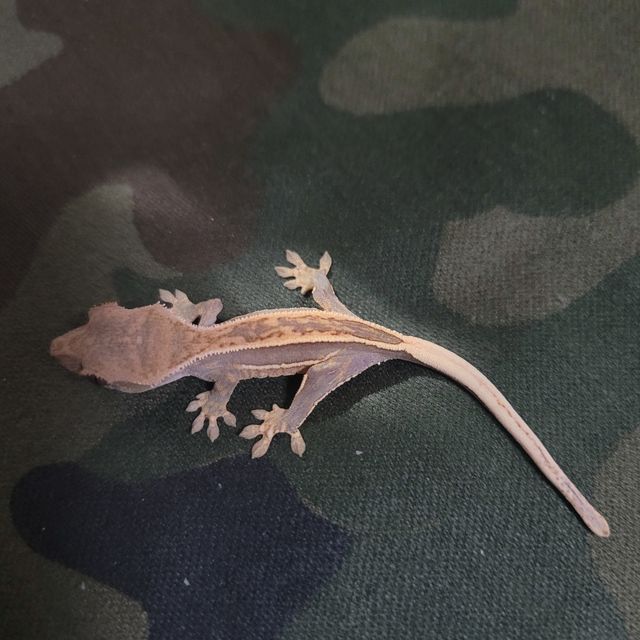 엠티백