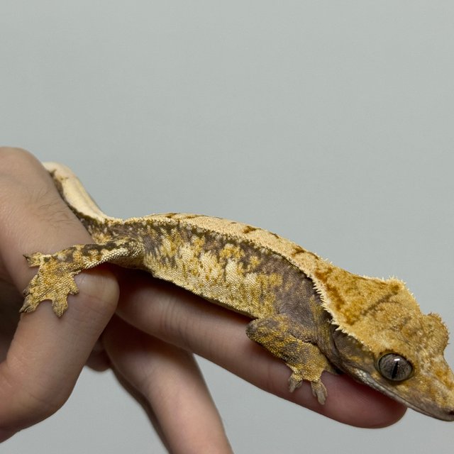 노멀 화이트스팟 드리피