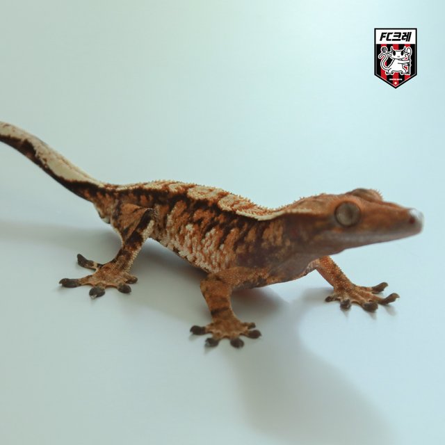 노멀 트라이 익스트림할리퀸 텐저린