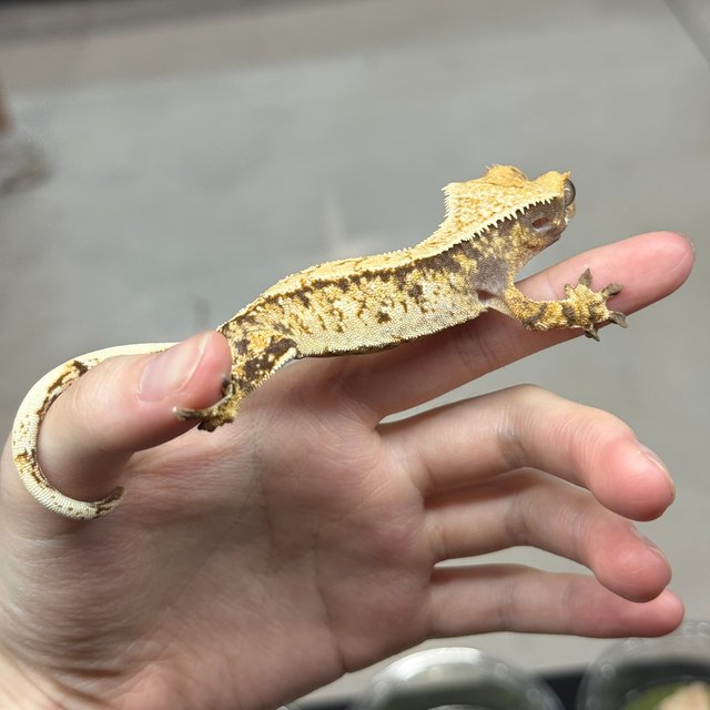 노멀 트라이 드리피 화이트스팟