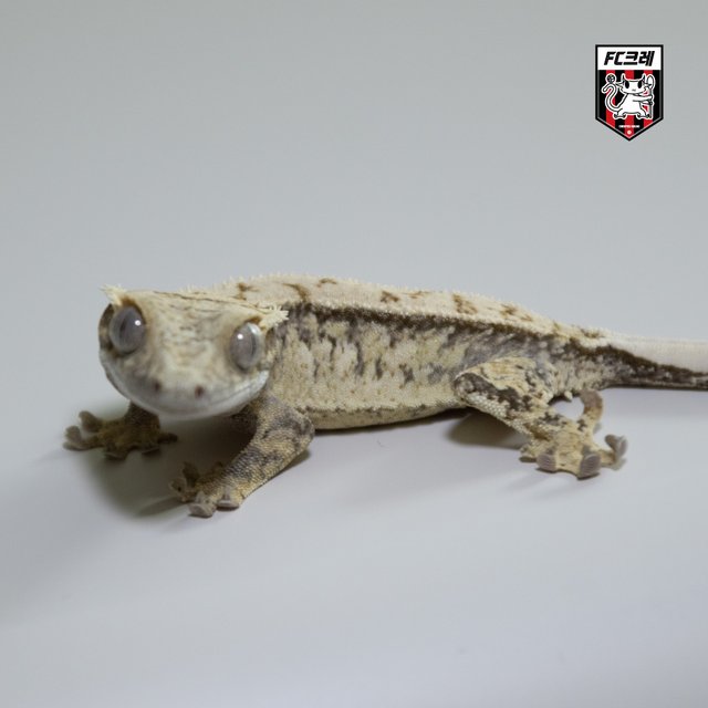 노멀 화이트스팟 드리피