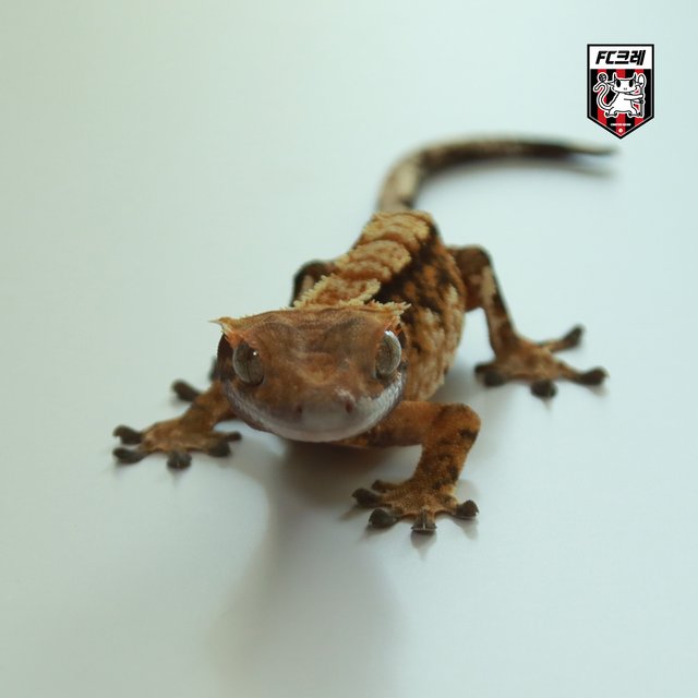 노멀 트라이 익스트림할리퀸 텐저린