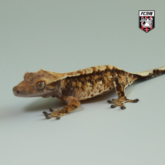 노멀 트라이 익스트림할리퀸 텐저린