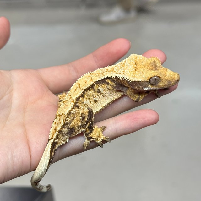 노멀 트라이 드리피 화이트스팟