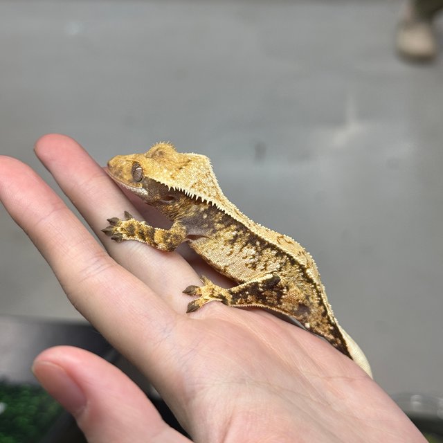 노멀 트라이 드리피 화이트스팟