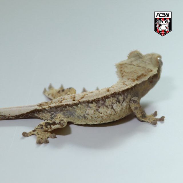 노멀 화이트스팟 드리피