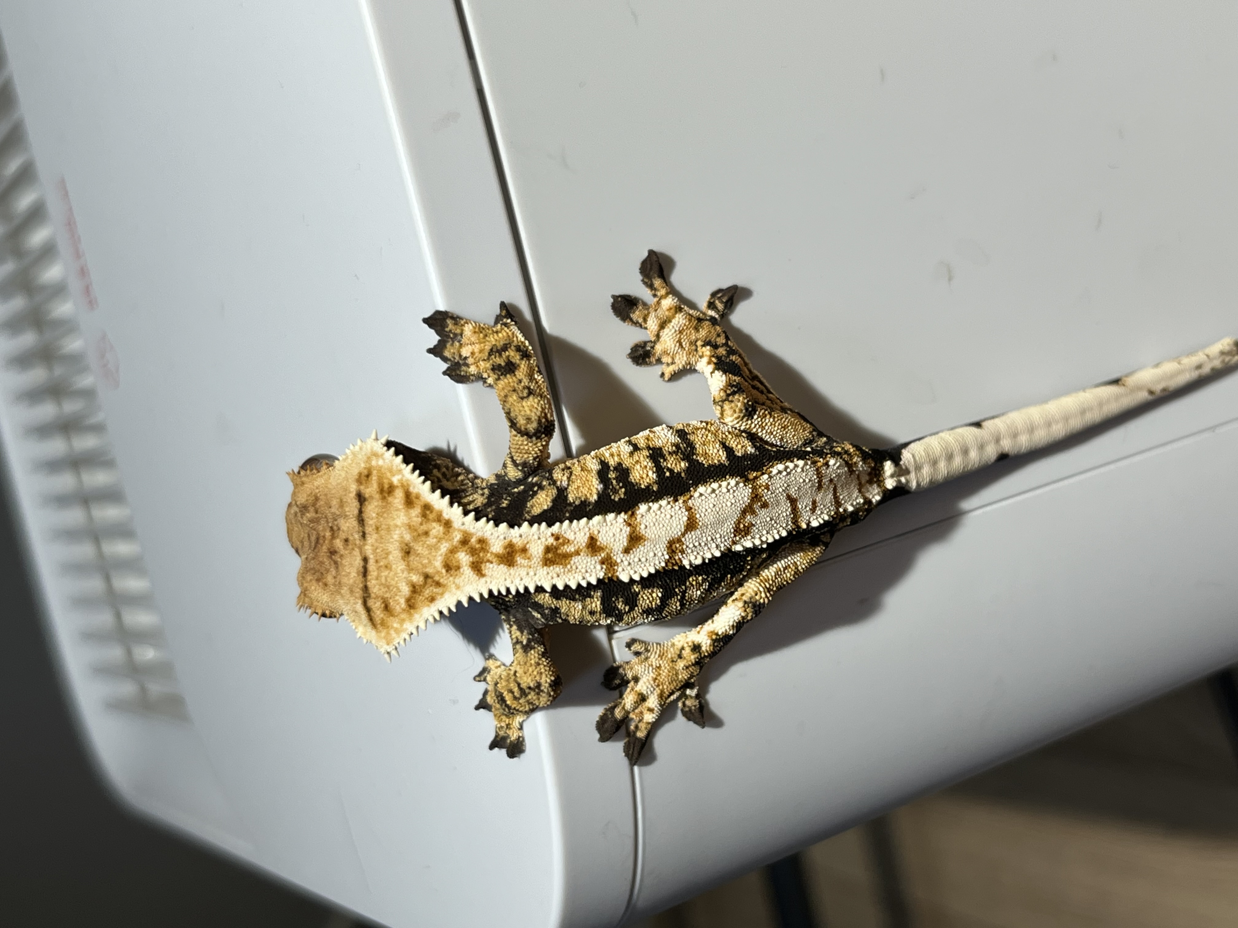 홍삼의현금술사