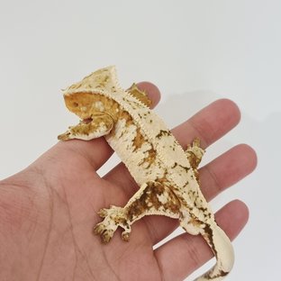 Cream Normal