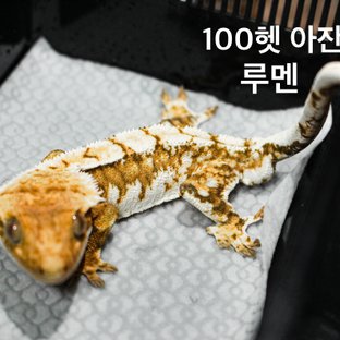 100% Het Axanthic