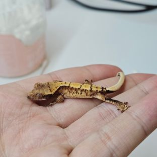 노멀 텐저린