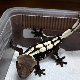 Sable Axanthic