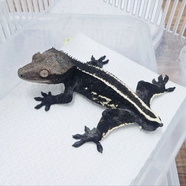 아잔틱