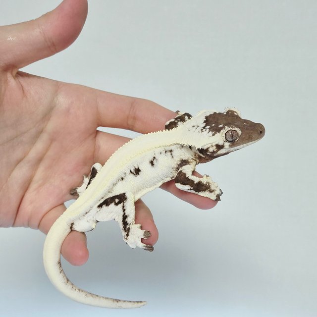 LW Sable 100% Het Axanthic