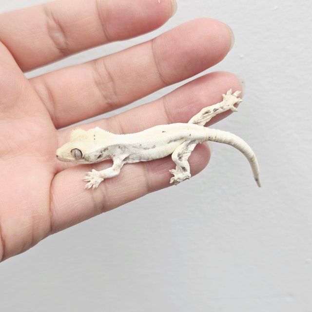 Lilly White