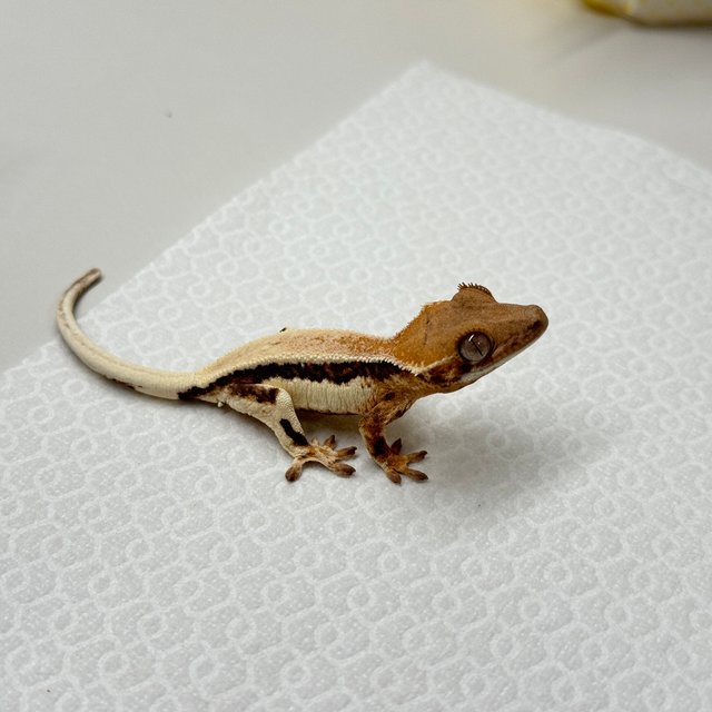 릴리 세이블 100%헷아잔틱