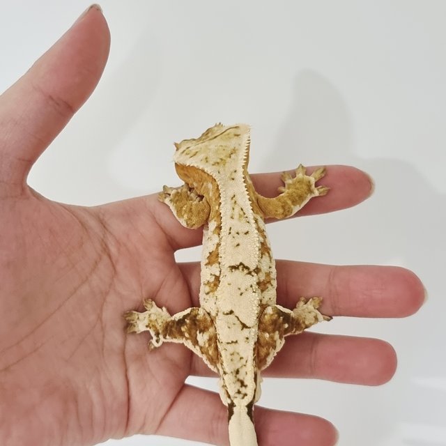 Cream