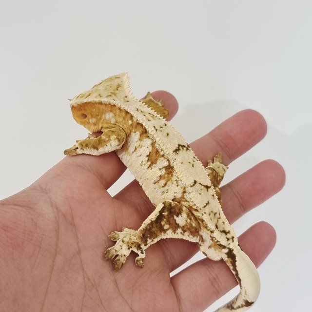 Cream