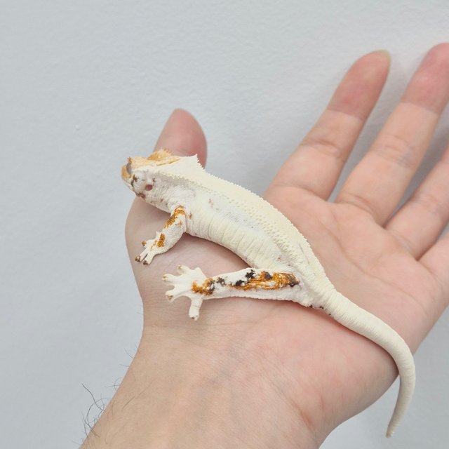 Lilly White