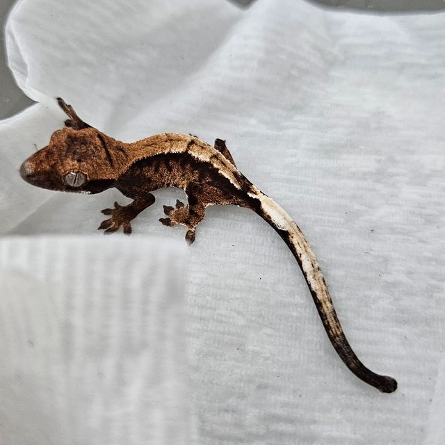 세이블