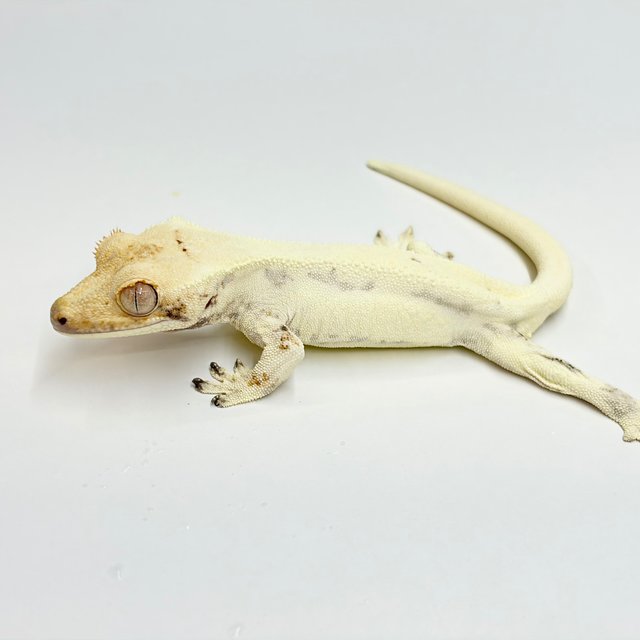 Lilly White