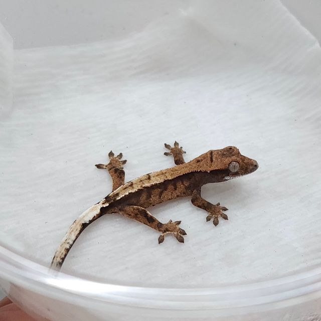 세이블