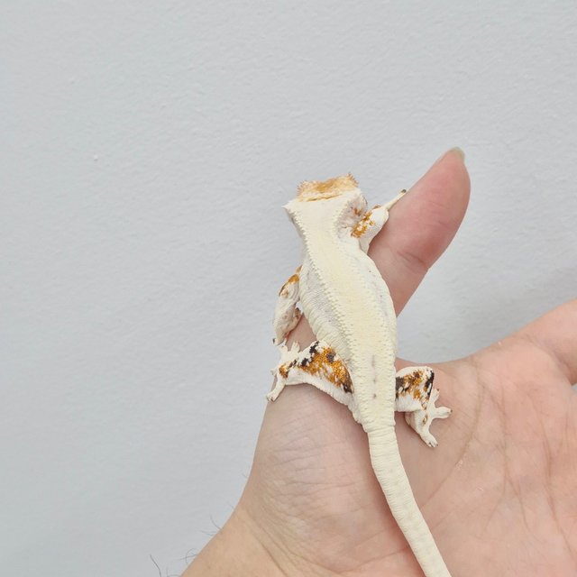 Lilly White