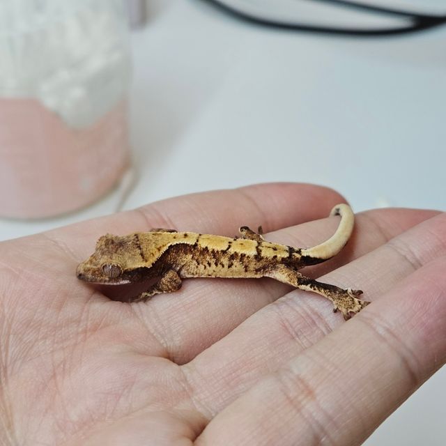 노멀 텐저린