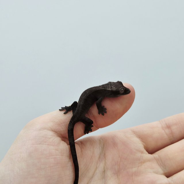 슈퍼 세이블 아잔틱