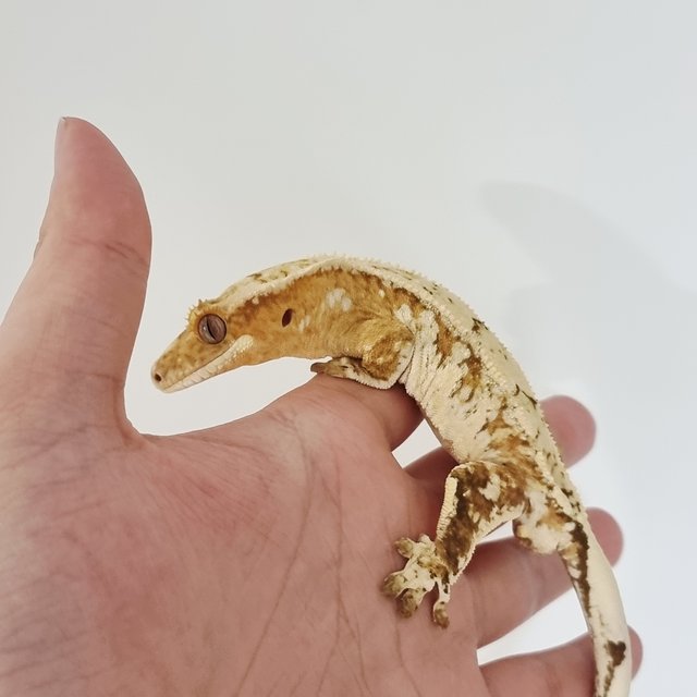 Cream