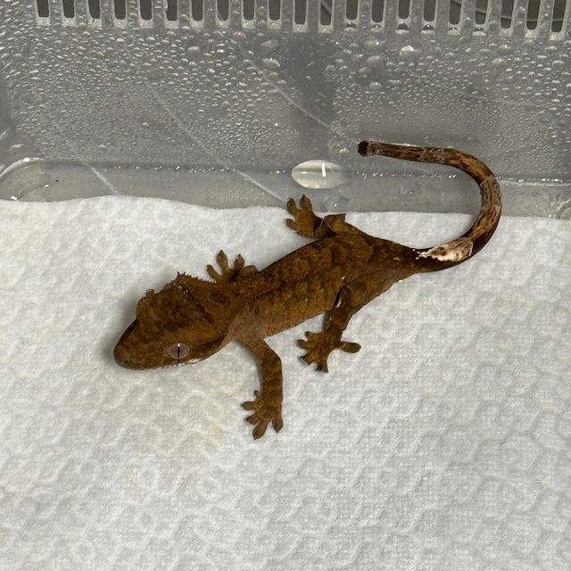 챠콜 알티