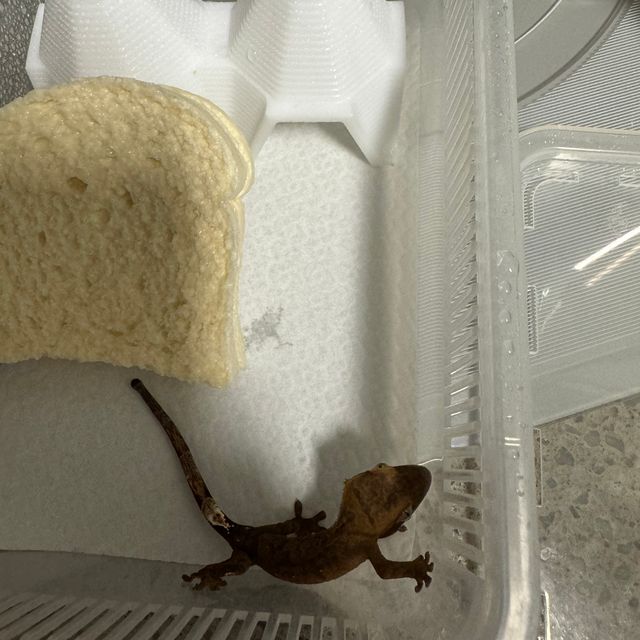 챠콜 알티