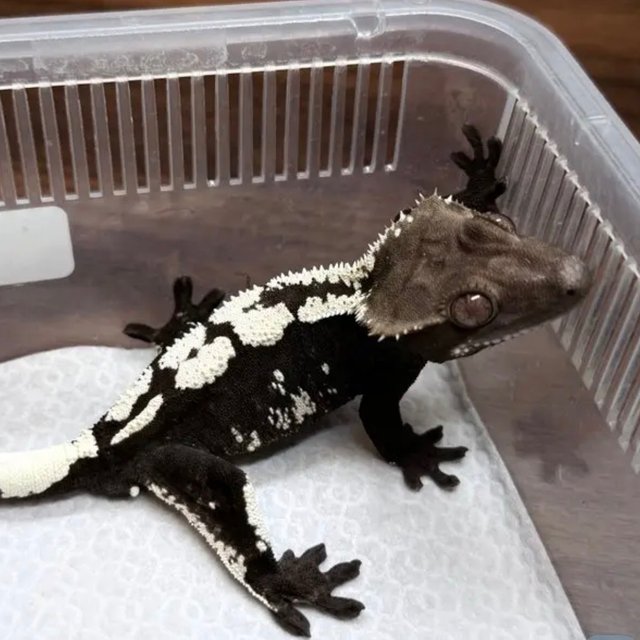 Sable Axanthic