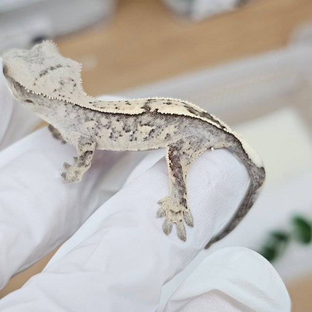 세이블 100%헷아잔틱