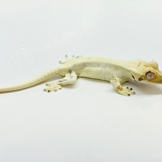 Lilly White