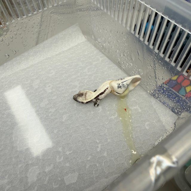 릴리 세이블 아잔틱 세이블 릴잔틱