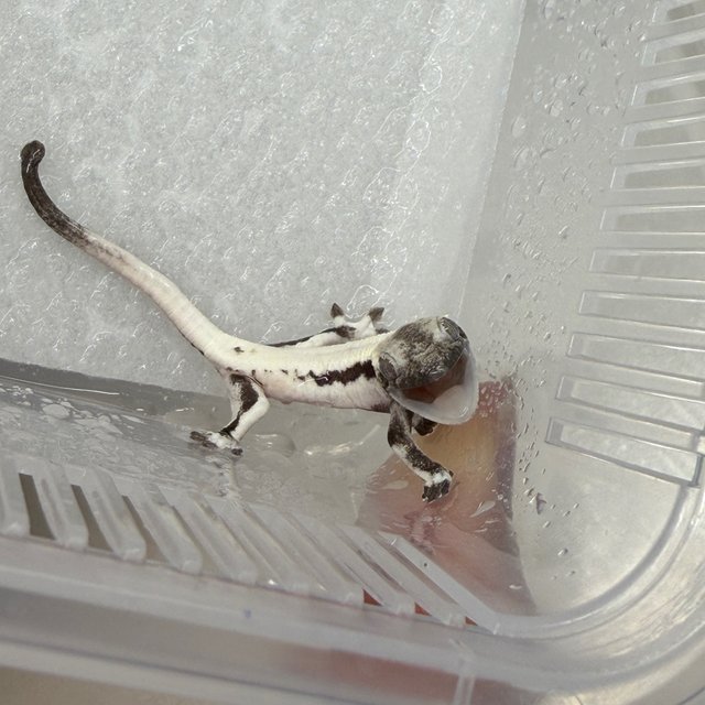 LW Sable 100% Het Axanthic