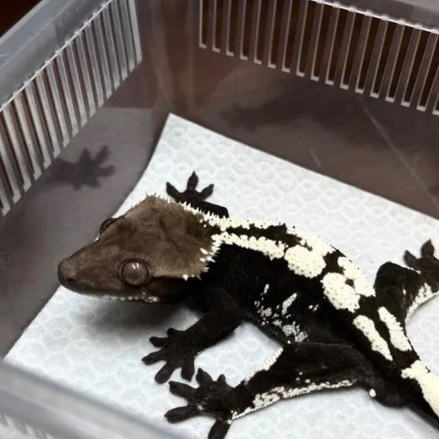 Sable Axanthic