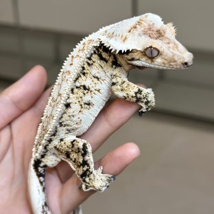 뮤츠